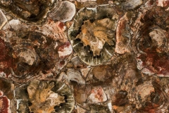 8330 Petrified Wood